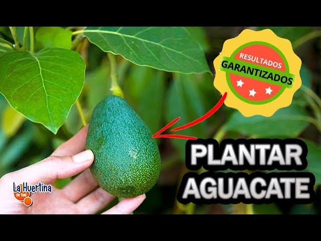 Precargar imagen