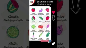 [ID: 13fZGCj92zU] Youtube Automatic