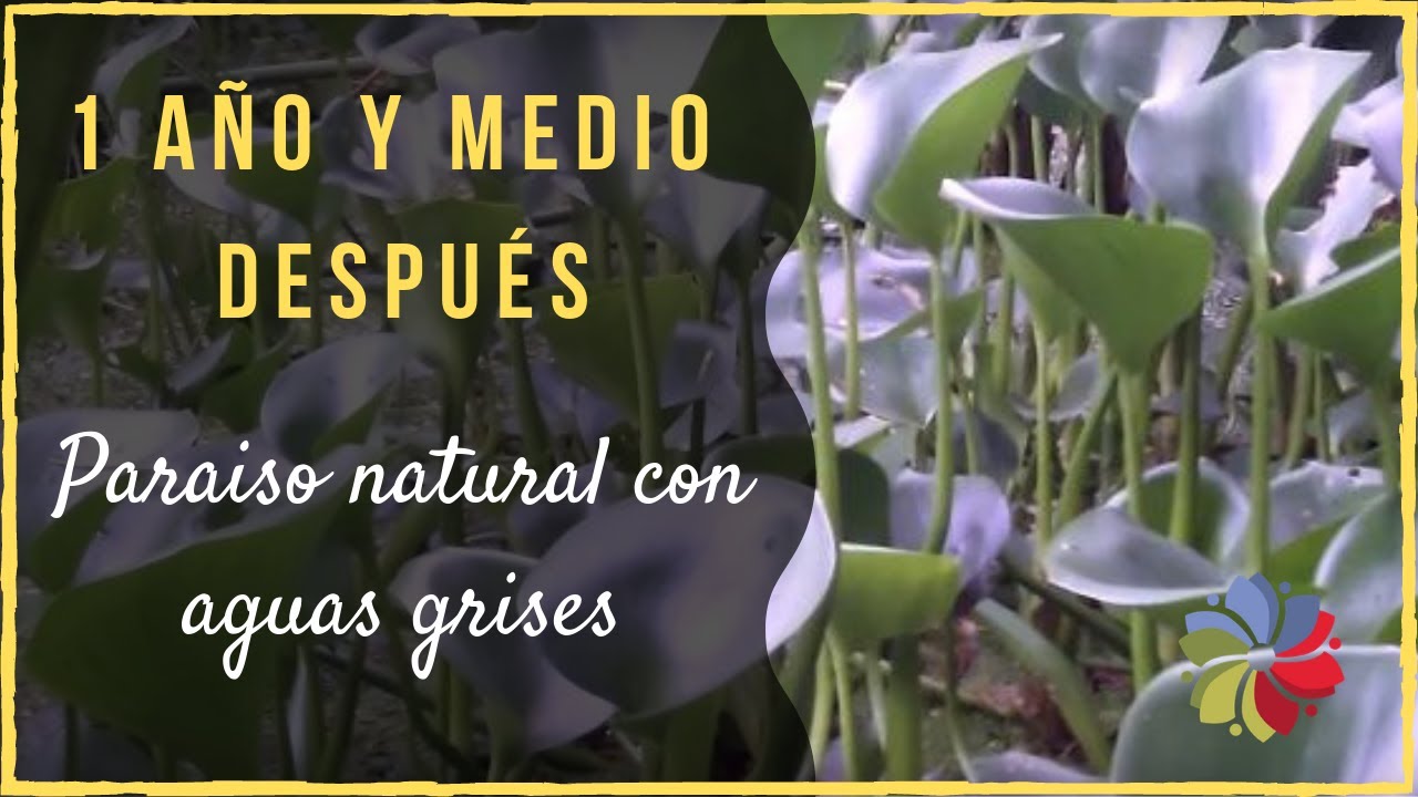 Precargar imagen