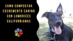 [ID: 1TTiVl8L5F8] Youtube Automatic