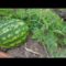 [ID: 2_HK1nlMYgQ] Youtube Automatic