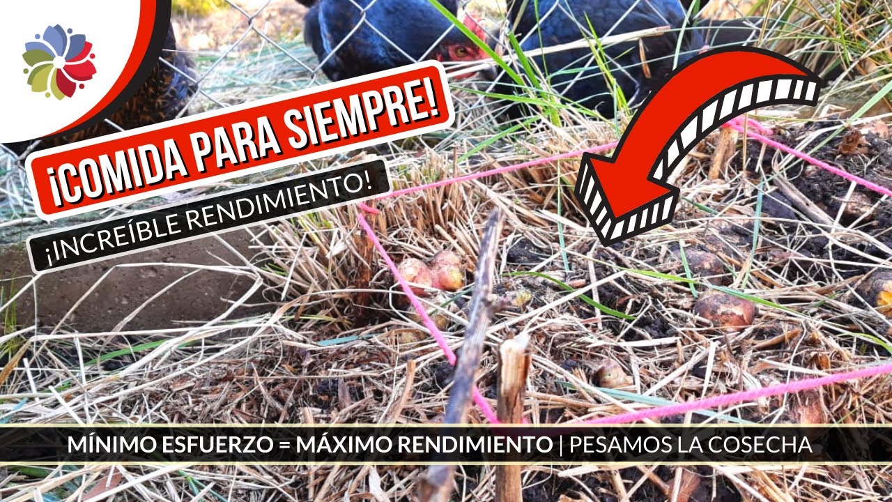 Precargar imagen