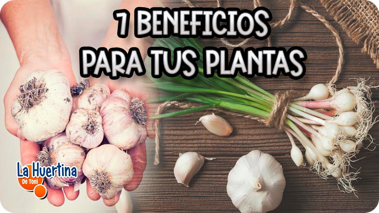 Precargar imagen