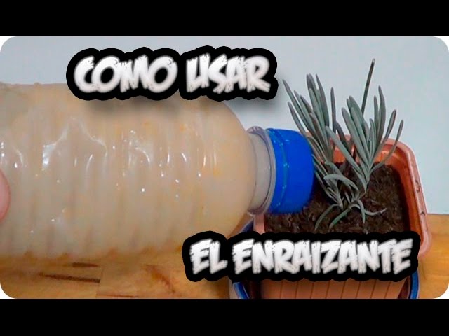 Precargar imagen