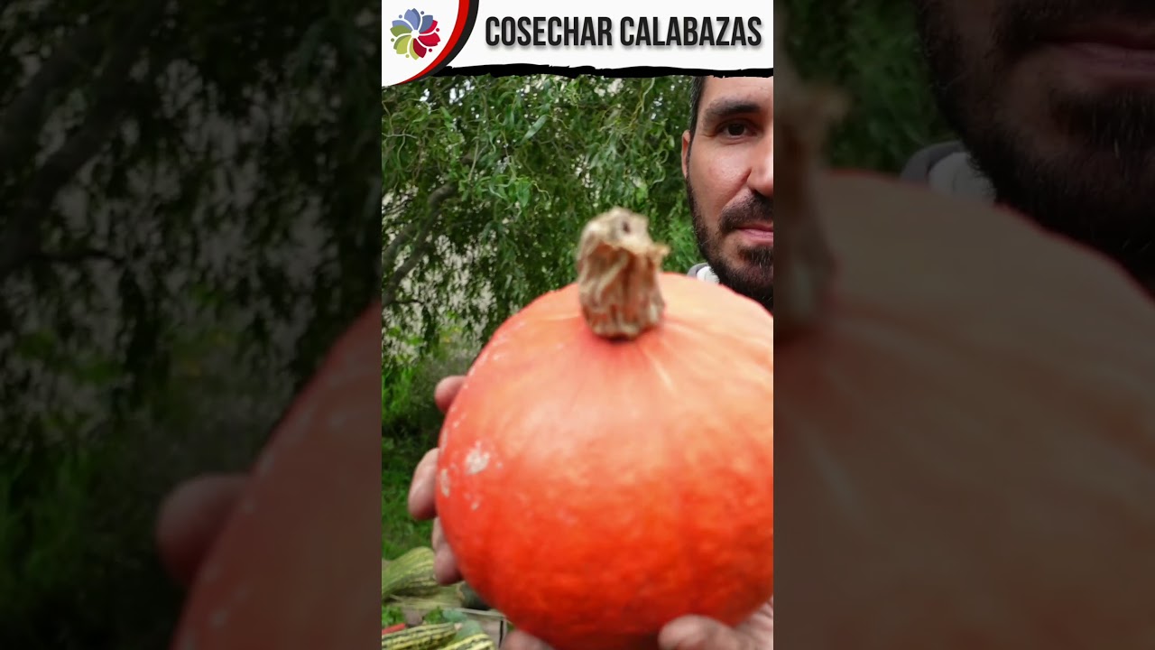 Precargar imagen