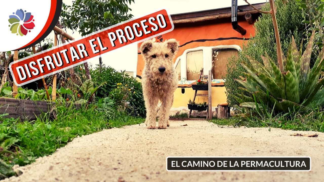 Precargar imagen
