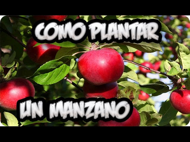 Precargar imagen