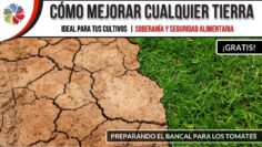 [ID: 4Apo_4IVtmM] Youtube Automatic