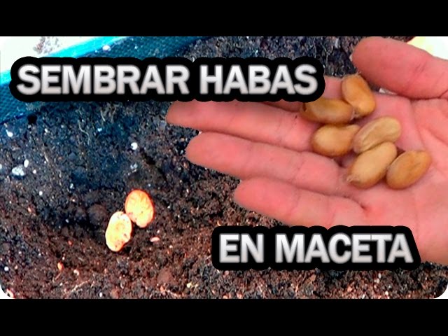 Precargar imagen