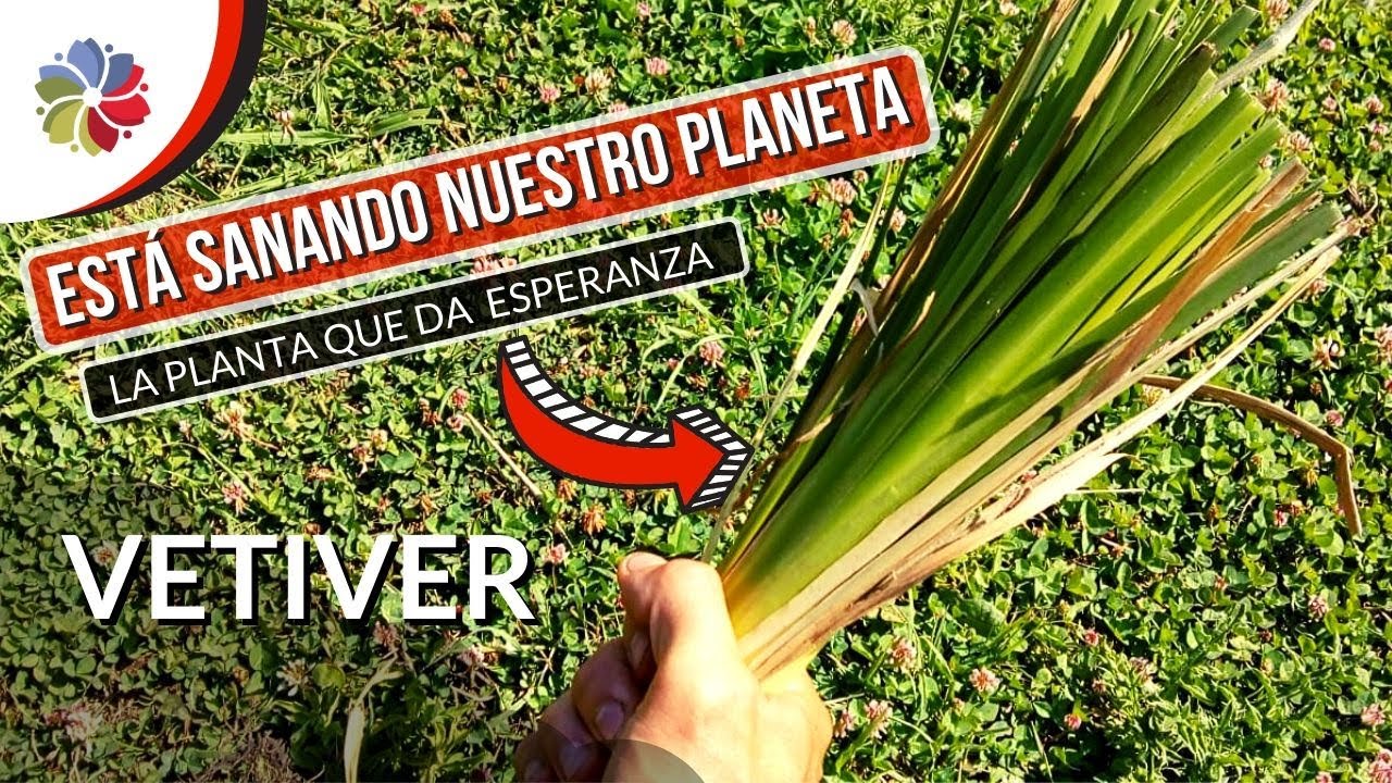 Precargar imagen