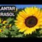 [ID: 5O639AAaDcE] Youtube Automatic