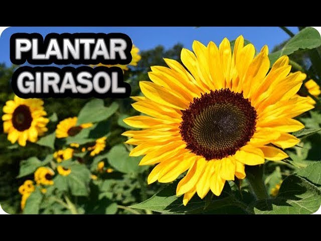 Precargar imagen