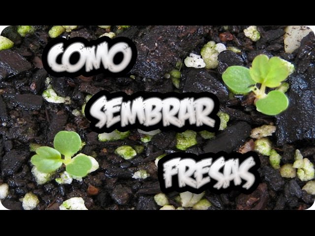 Precargar imagen