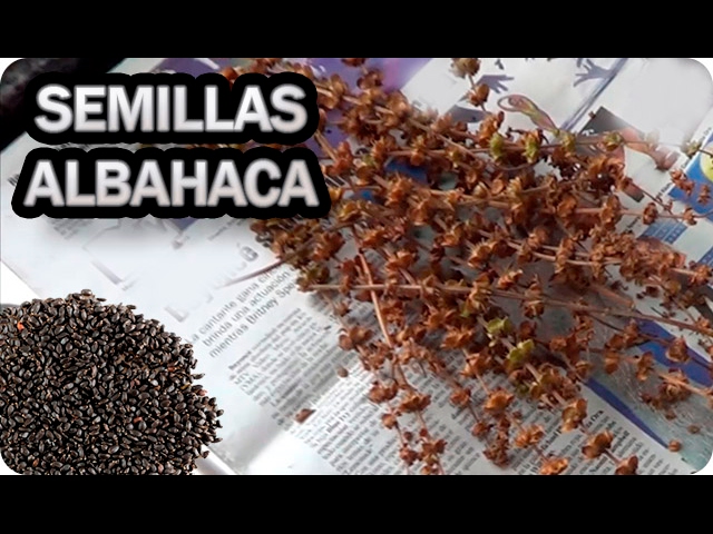 Precargar imagen