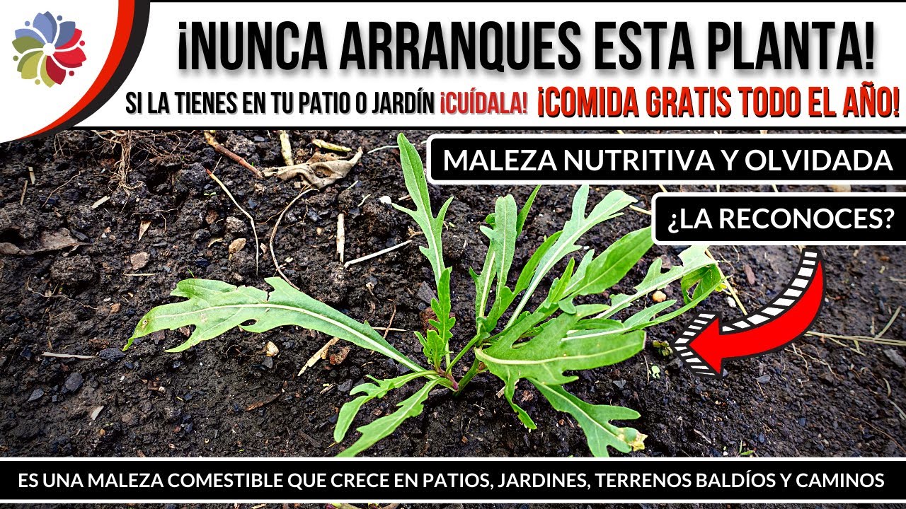 Precargar imagen