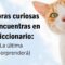 [ID: 83r1bLl6Zkc] Youtube Automatic
