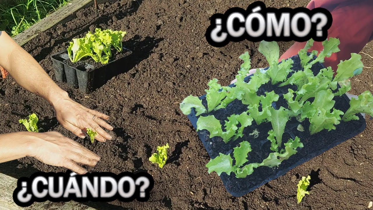 Precargar imagen