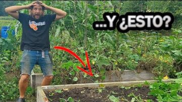 [ID: 8c8xRX0yJ5g] Youtube Automatic