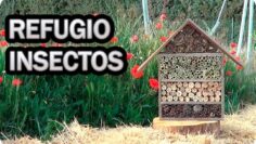 [ID: 8IPSL5q16p4] Youtube Automatic