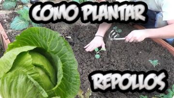 [ID: 8PD6ZK8QqZA] Youtube Automatic