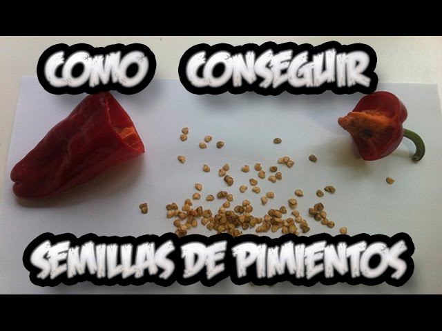 Precargar imagen