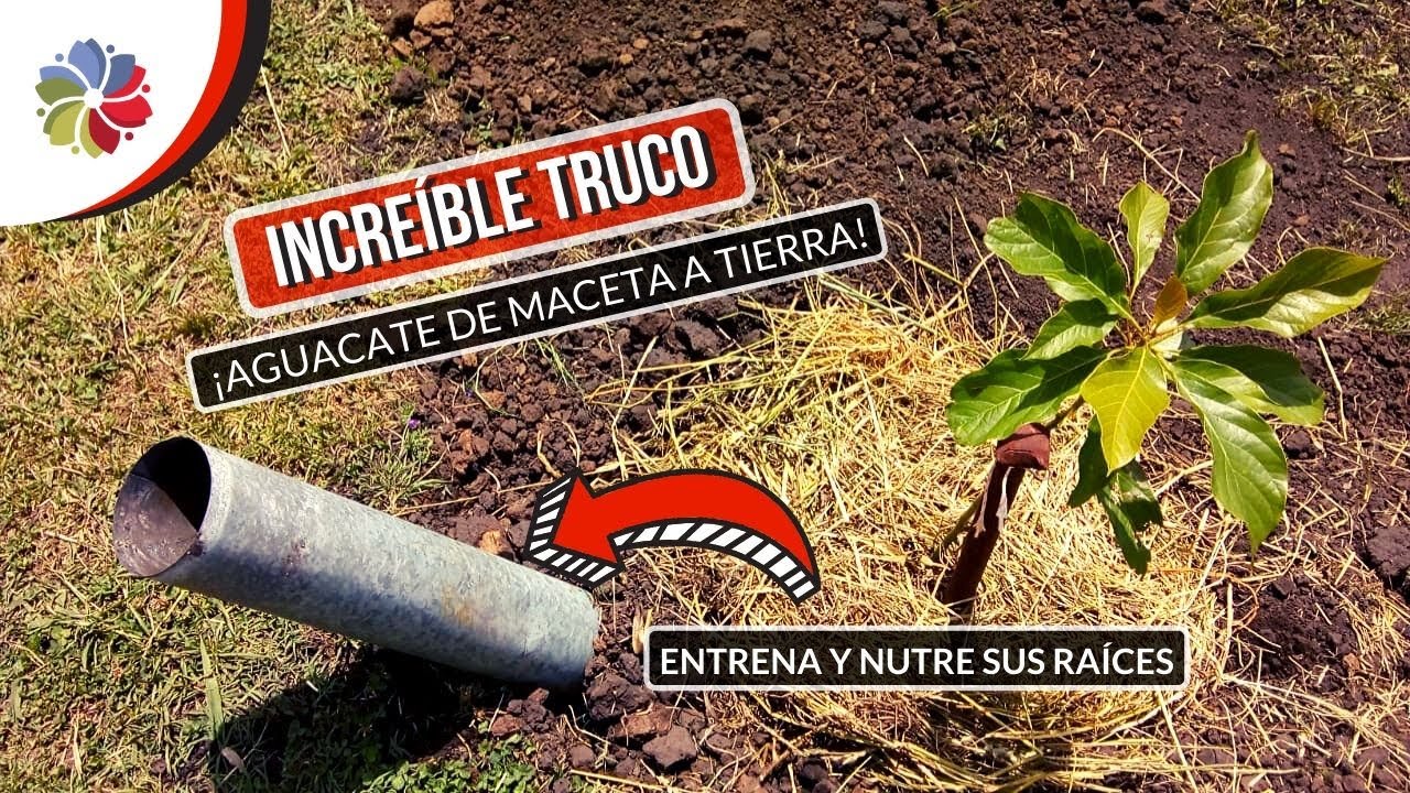 Precargar imagen