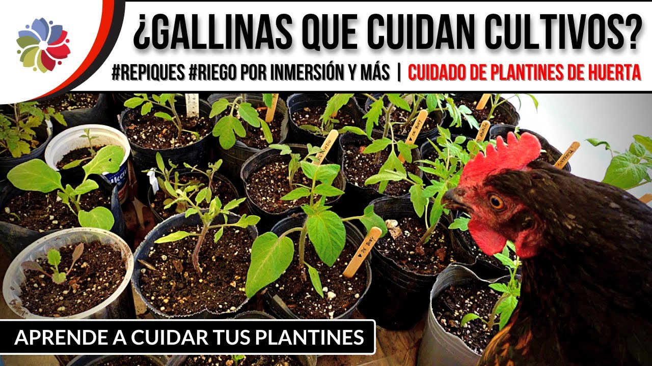Precargar imagen