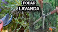 [ID: 9wxML5i6X5c] Youtube Automatic
