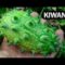 [ID: 9xn9YerhqIo] Youtube Automatic