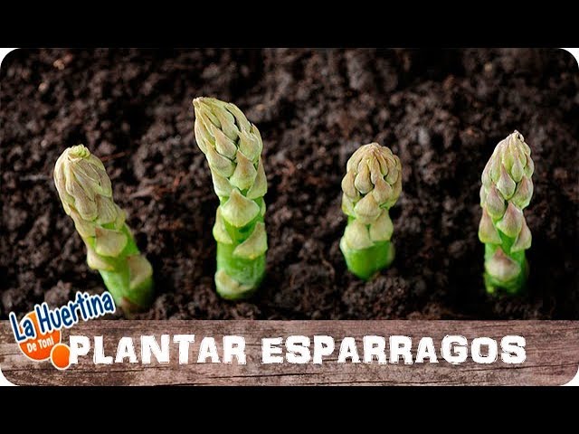 Precargar imagen