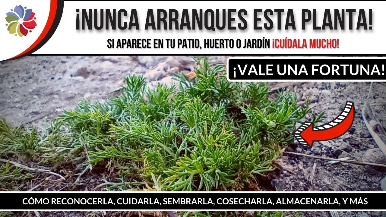Precargar imagen