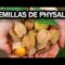 [ID: aGjO1PllVbw] Youtube Automatic
