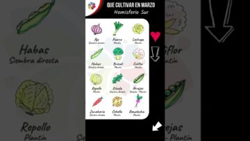 [ID: AGviJtNMutg] Youtube Automatic