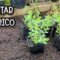 [ID: Ah1d_s9-T6A] Youtube Automatic