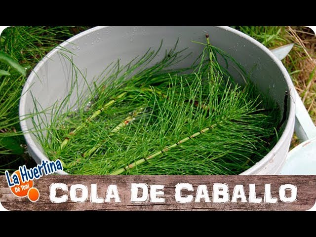 Precargar imagen
