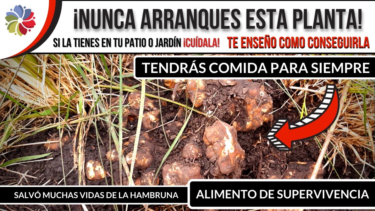 Precargar imagen