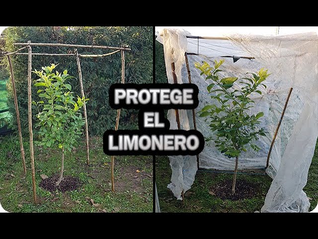Precargar imagen