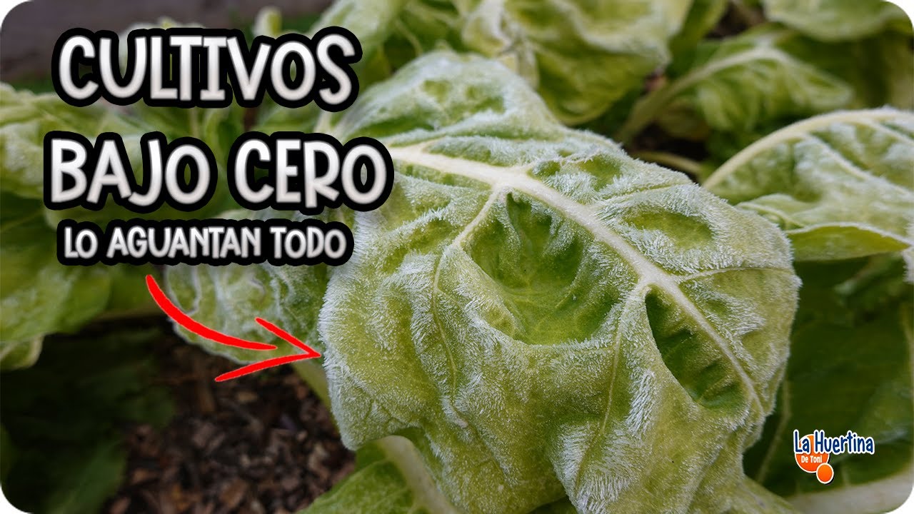 Precargar imagen