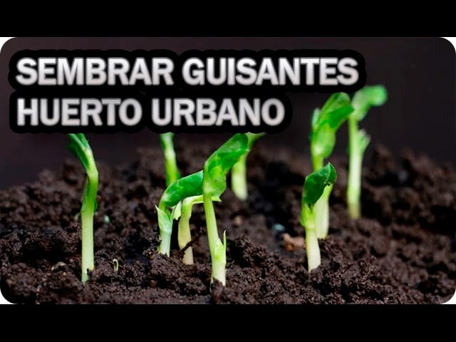 Precargar imagen