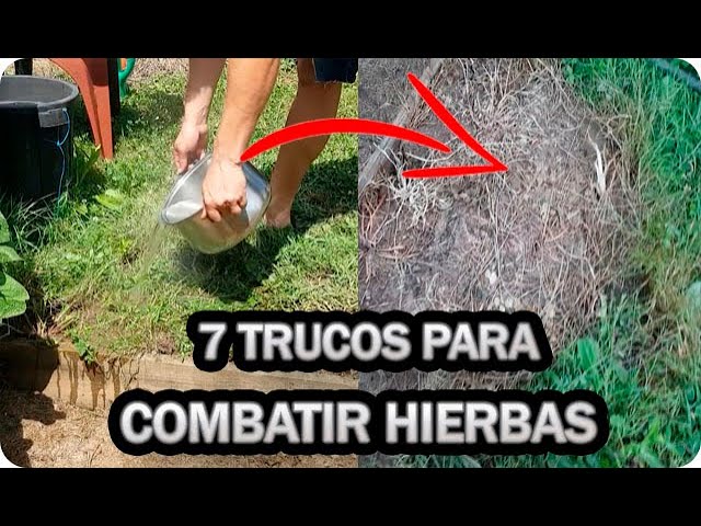 Precargar imagen