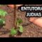 [ID: BxNwsCClw3Y] Youtube Automatic