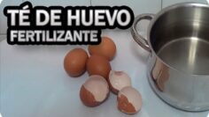 [ID: BXzb6eknnJY] Youtube Automatic