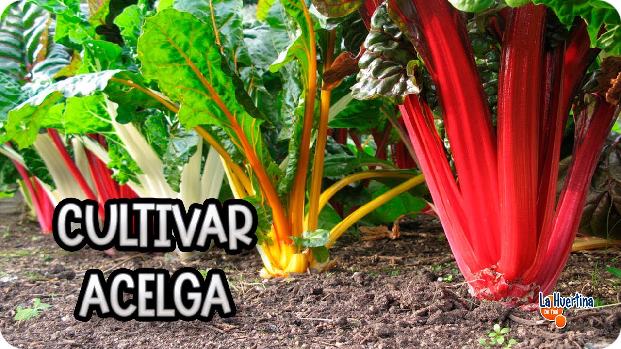 Precargar imagen