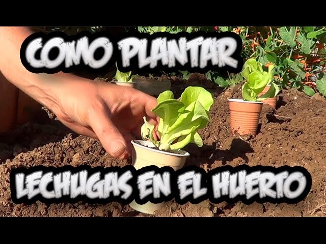 Precargar imagen