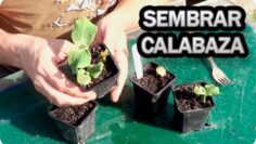 [ID: -ct8wv-cEds] Youtube Automatic