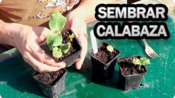 [ID: -ct8wv-cEds] Youtube Automatic