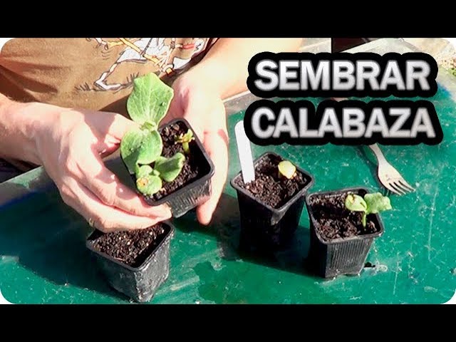 Precargar imagen