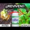 [ID: cvE_bGO6wNk] Youtube Automatic