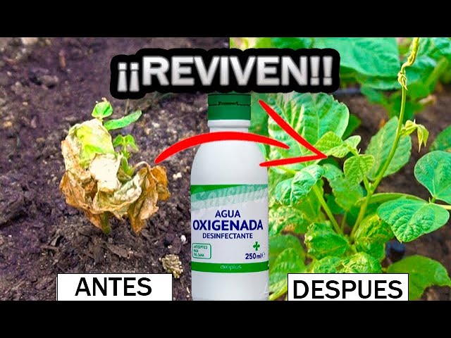 Precargar imagen