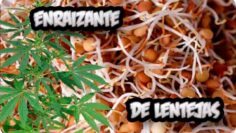 [ID: CZ_szBOIb8o] Youtube Automatic